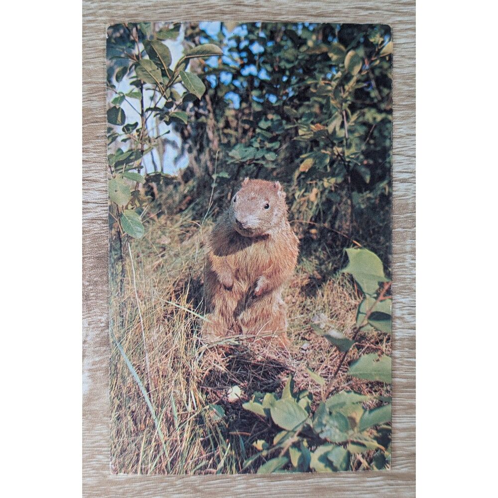 Vintage Groundhog Postcard Curious Neighbor Pocono Mountains Unused